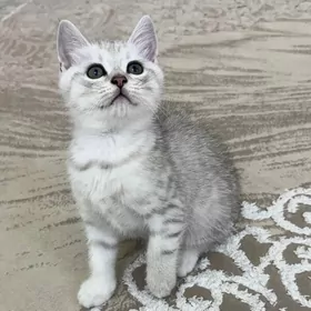 шотландский кот