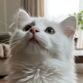 Снежка, 4 месяца