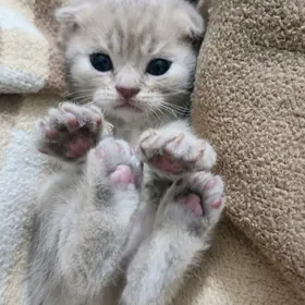 Шотландские котята