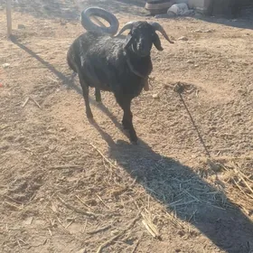 şu yilki berre guzy