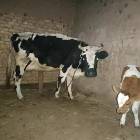 golishdeyin goleli sygyr