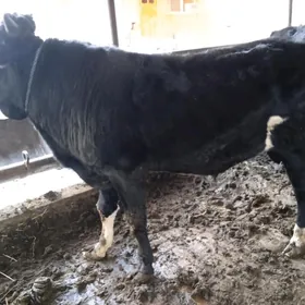 2 sany öküz 1 sany unajyn