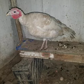 меки индюк  йыл ашан