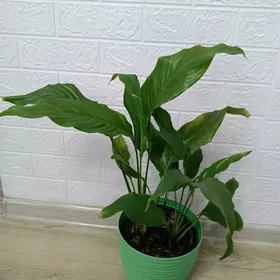 ЖЕНСКОЕ СЧАСТЬЕ