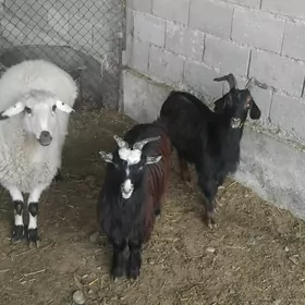 bakyly mallar onusup bolya