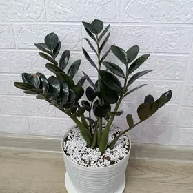 ЗАМИОКУЛЬКАС