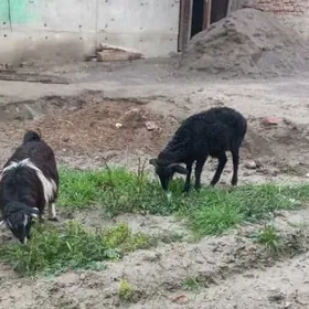 токлы чебиш