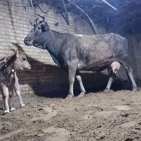 голели сыгыр шивет