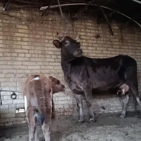 аргинал шивет голели сыгыр