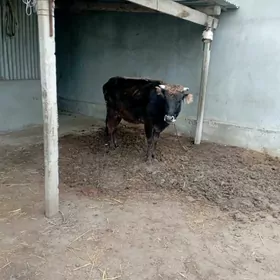 1 guzlan gysyr Sygyr