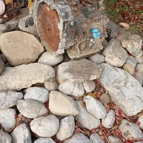 öküž kele ÖKÜZ. KELE