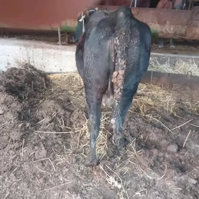 богаз сыгыр