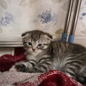 Девочка Шотландского вислоухог