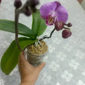 Орхидея