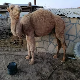 Ogsuk  13 000baga dakylan