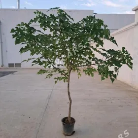 Kolege Bag Babar Pawlon nahal