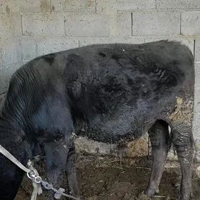 TOHUM ÖKIZ BAKYDA DURAN