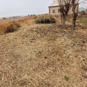 yorunja hasal ot satlyk