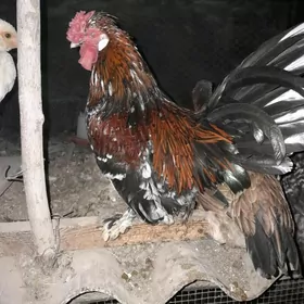 карлик хораз