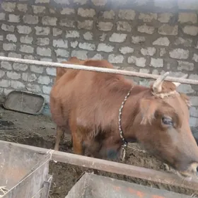 Okuzler we goleli sygyr