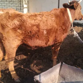 Гысыр сыгыр