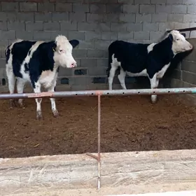 Garala Bogaz tuweler