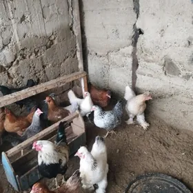 paroda towuklar 17 sany