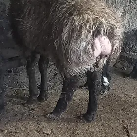 satlyk semiz bakylan goyun