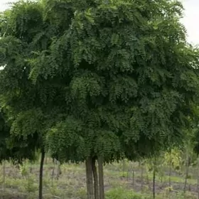 Акация Akaciya