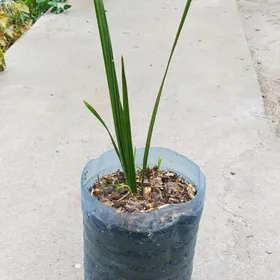 Иранская Эйран пальма