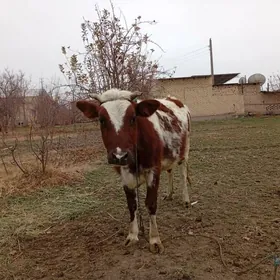 унажин богаз