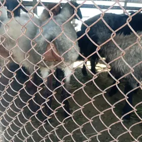 issek tokly goyun garakol