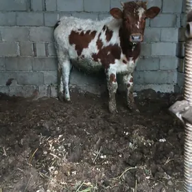 sygyr we tuwe we öküz