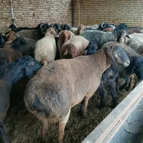 Kockar.  tokly guzular