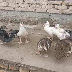 индушка жуже