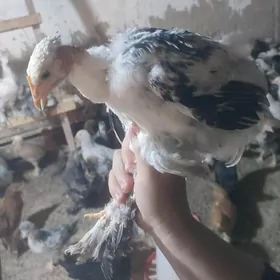 towuk balgar brama juyje