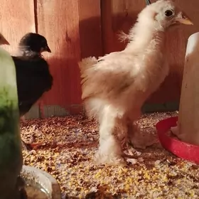 broma gigant juýjeler