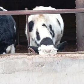 galasteyin öküzler