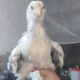 balgar brama juyje towyk