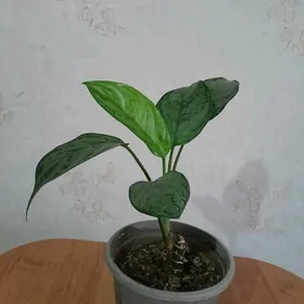 аглонема цветы