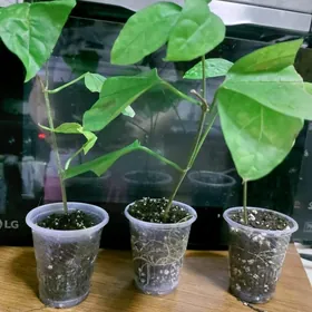 клеродендрум