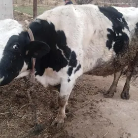 Bakyly ekiz ökuzler we sygyr