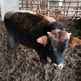 öküz 1 ýaşamadyk