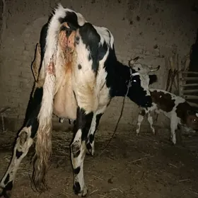 golishdeyin goleli sygyr