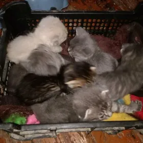 Шотландские и британские котят