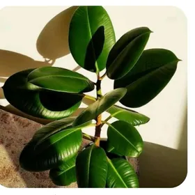 ЦВЕТЫ. ФИКУС.