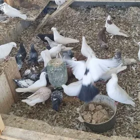 кепдери жуйжелери ве энелери