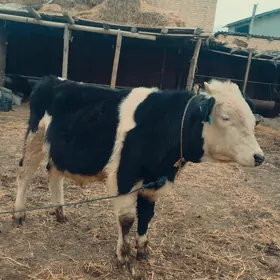 Сментал окуз