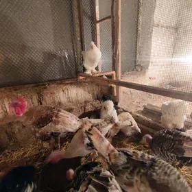 4 товук ичинде Бир хораз.