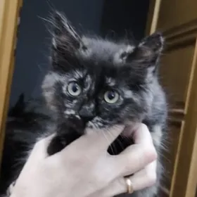 котенок девочка